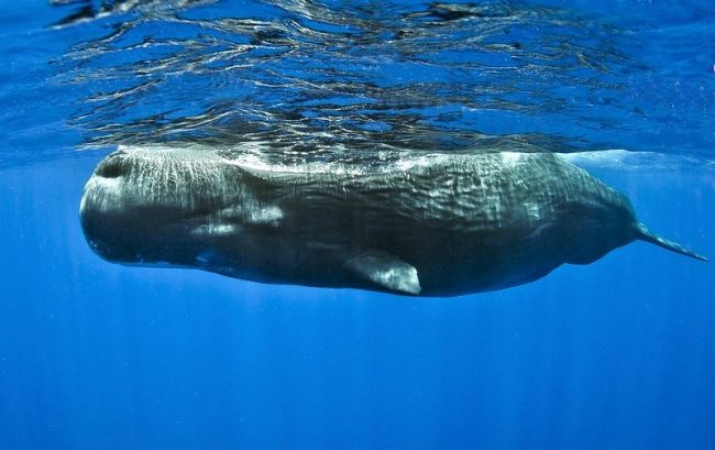 Sperm whale is able to hold your breath for up to 90 minutes when diving to great depths
