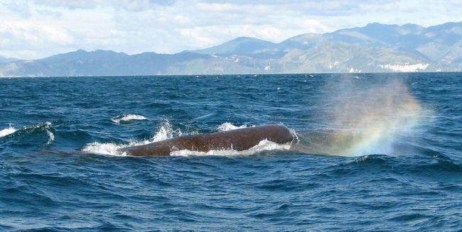 Sperm whale. The male sperm whale grows up to 18 - 20 m, and the female - about 13 - 15 m in length