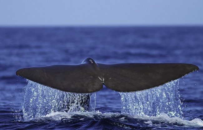 Sperm whale. Sperm whale tail