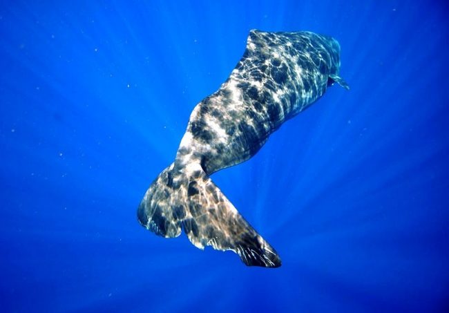 Sperm whale. Sperm whales are often seen in groups (called modules), some of which include 15 to 20 animals. Mostly females and young animals.
