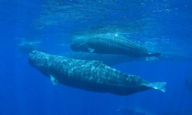 Sperm whale. Communication between individuals includes a series of clicking sounds, extremely loud and clear. They can be heard at great distances. These clicks are one of the loudest sounds known among animals.