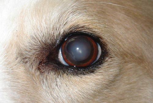 Cataracts in dogs - causes, symptoms and treatment