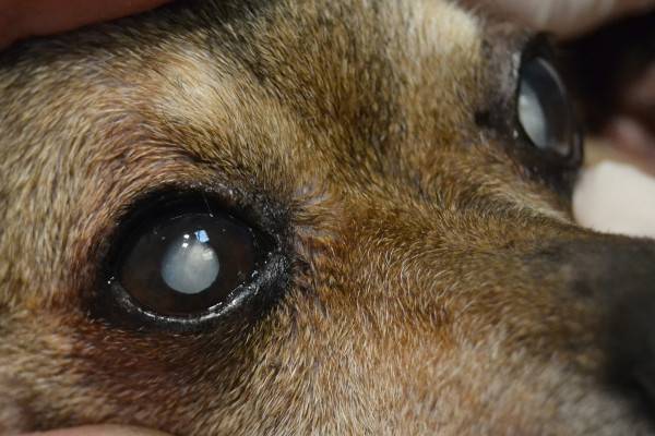 Cataract in dogs