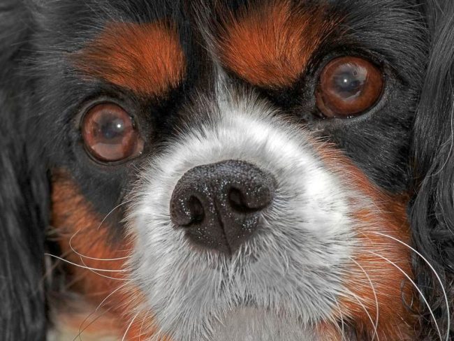 Cataracts in dogs can develop regardless of breed, progressing over the years. But still, retrievers, poodles, Yorkshire and Boston Terriers, Cocker and Welsh Springer Spaniels are most affected by it.