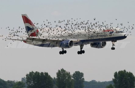 Aircraft in a flock of birds