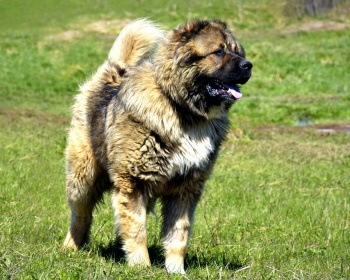 Caucasian Shepherd Dog Caucasian Shepherd Dog, Armenian Khobun, Georgia Nagazi