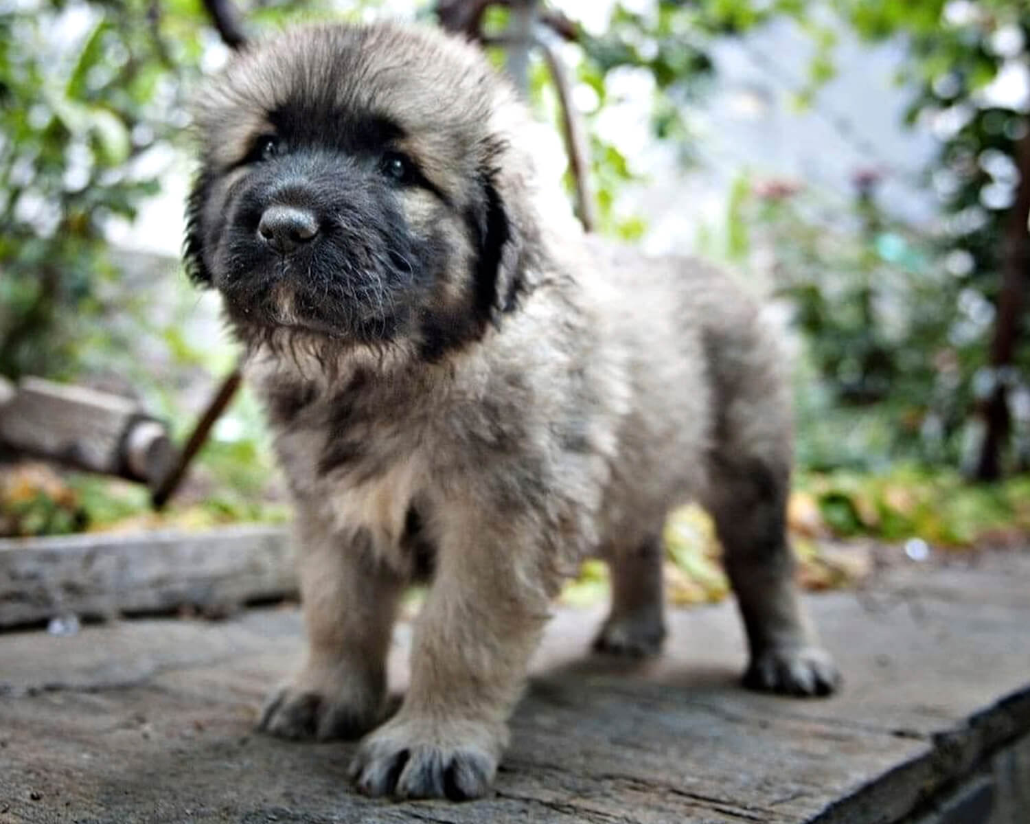 Caucasian shepherd puppy