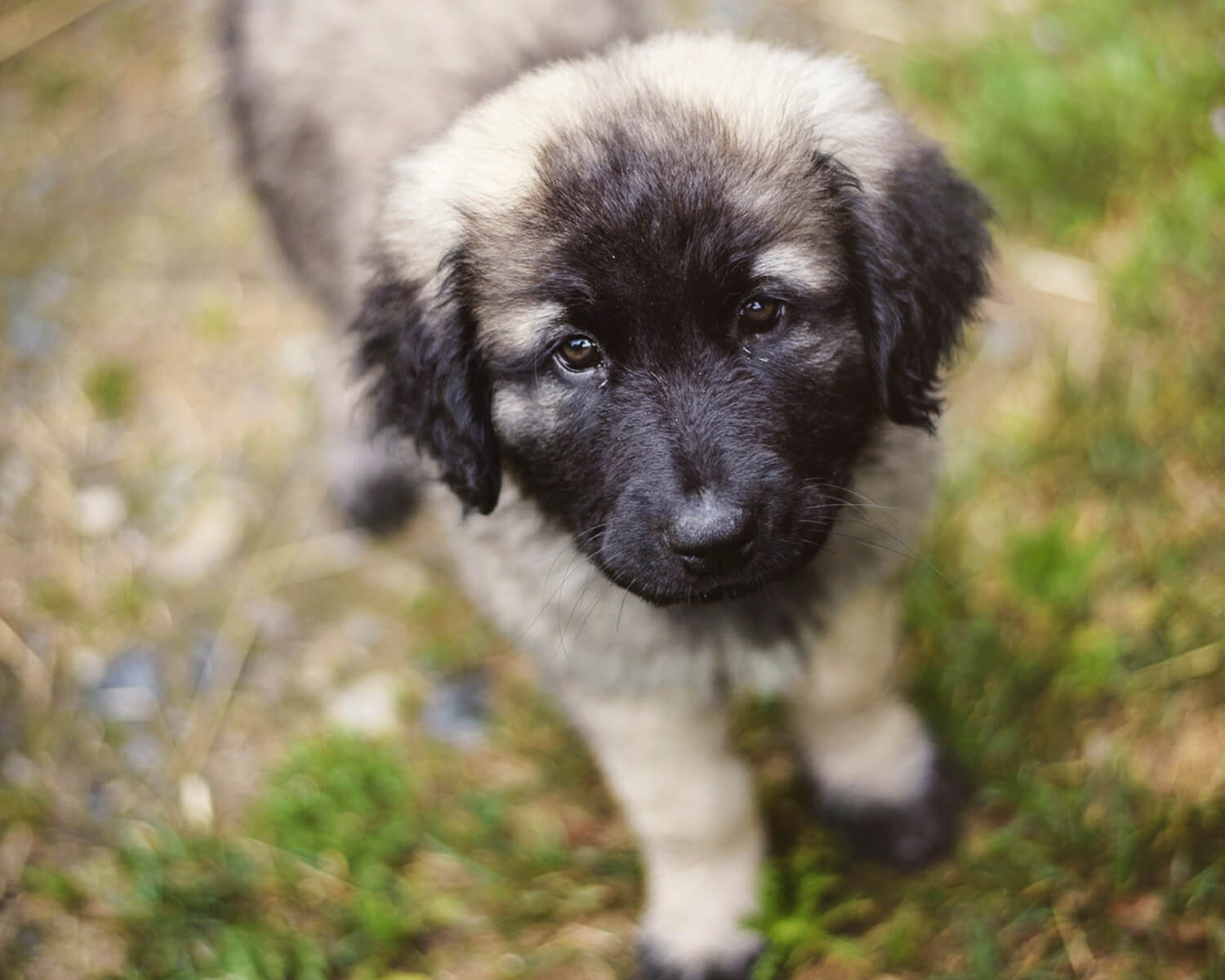Caucasian shepherd puppy
