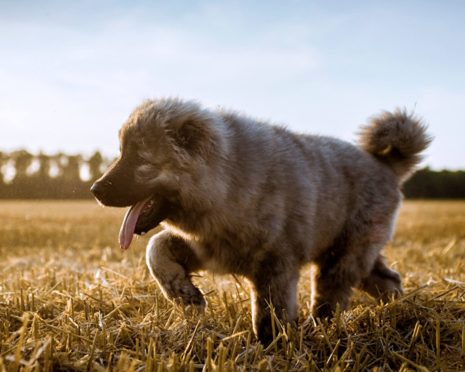 Caucasian Shepherd Dog Puppy