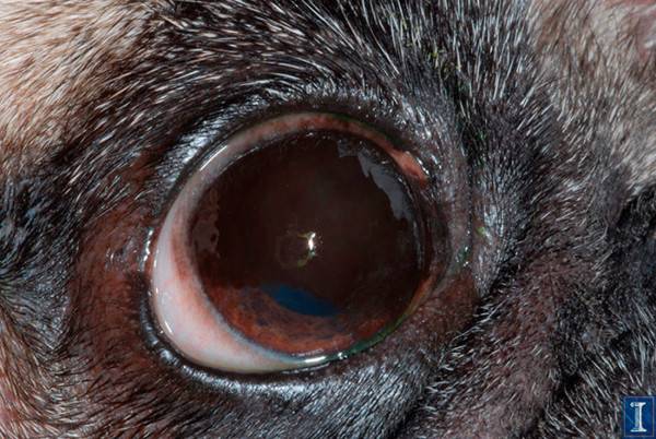 Pigmentary keratitis in a dog