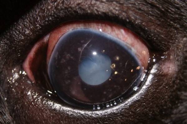 Clouding of the lens with keratitis in dogs