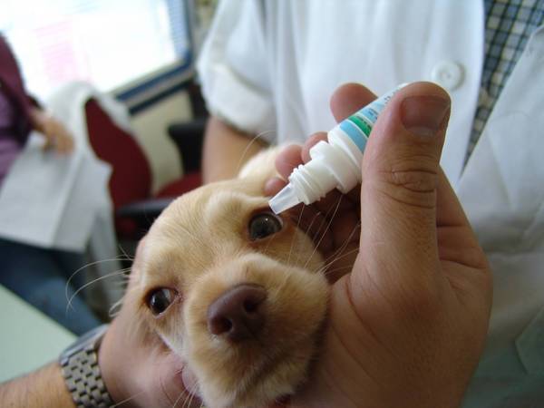 It is necessary to rinse the dog’s eyes daily with keratitis ></p>
<p>It is necessary to daily wash the lacrimal sacs of the dog with such solutions like furatsilin, rivanol or boric acid </p>
<p>The therapeutic course is developed individually, in depending on the type of keratitis.  So, with superficial keratitis, levomycetin drops or sulfacid are prescribed to the animal sodium, injection of Novocaine and hydrocortisone. </p>
<p>Purulent forms of the disease are treated by intramuscular injection. the introduction of antibiotic drugs, as well as oletetrinova or erythromycin ointment. </p>
<p>With allergic keratitis, it is primarily eliminated the provoking factor is an allergen.  After this, the dog is prescribed antihistamines medications and special hypoallergenic diet. </p>
<p>With other types of keratitis, animals are also prescribed broad-spectrum antibiotics, antiviral drugs, corticosteroids, injections of vitamins to strengthen the immune systems, eye drops and antiseptic solutions for washing eye. </p>
<p><img src=