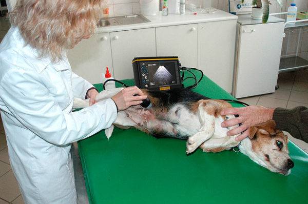 Ultrasound to a dog during pregnancy