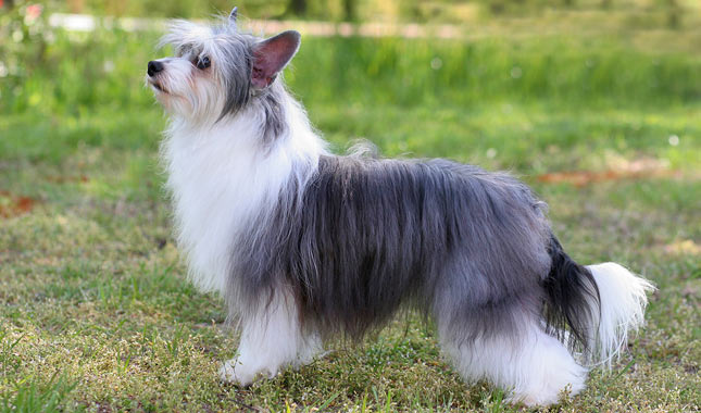 photo of a fluffy Chinese crested dog