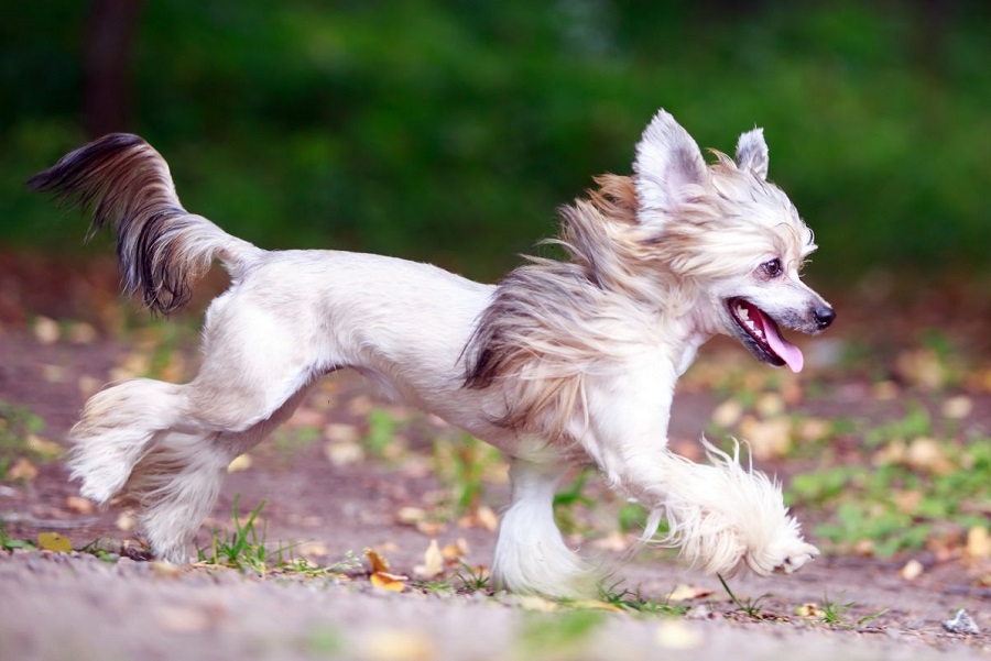 photo of a naked (bald) Chinese crested dog