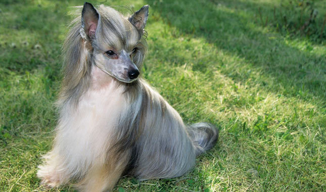 photo of a Chinese crested dog down