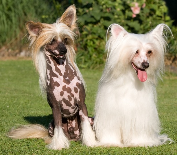 Chinese crested dog - description, character and breed photo