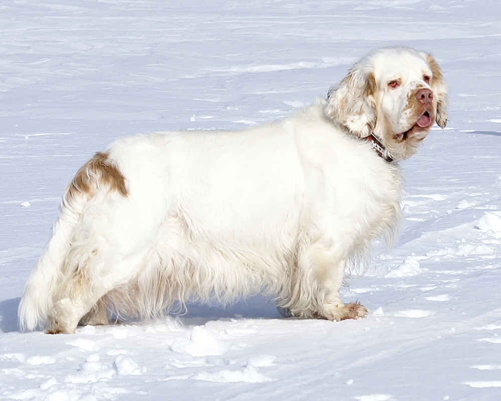 Clumber Spaniel in the snow - photo