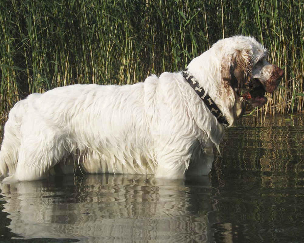 Clumber Spaniel in the water - photo
