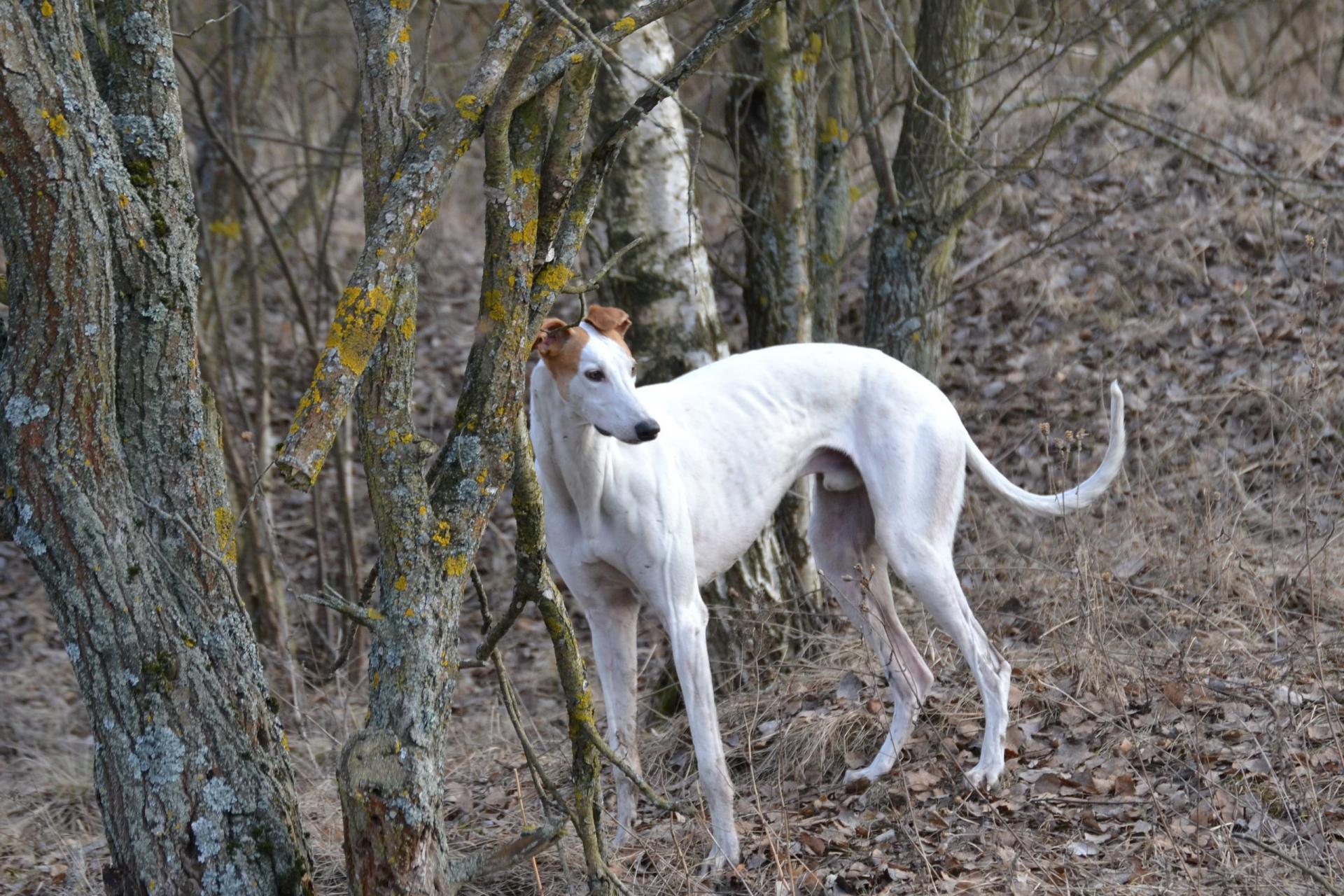 Turkish Greyhound