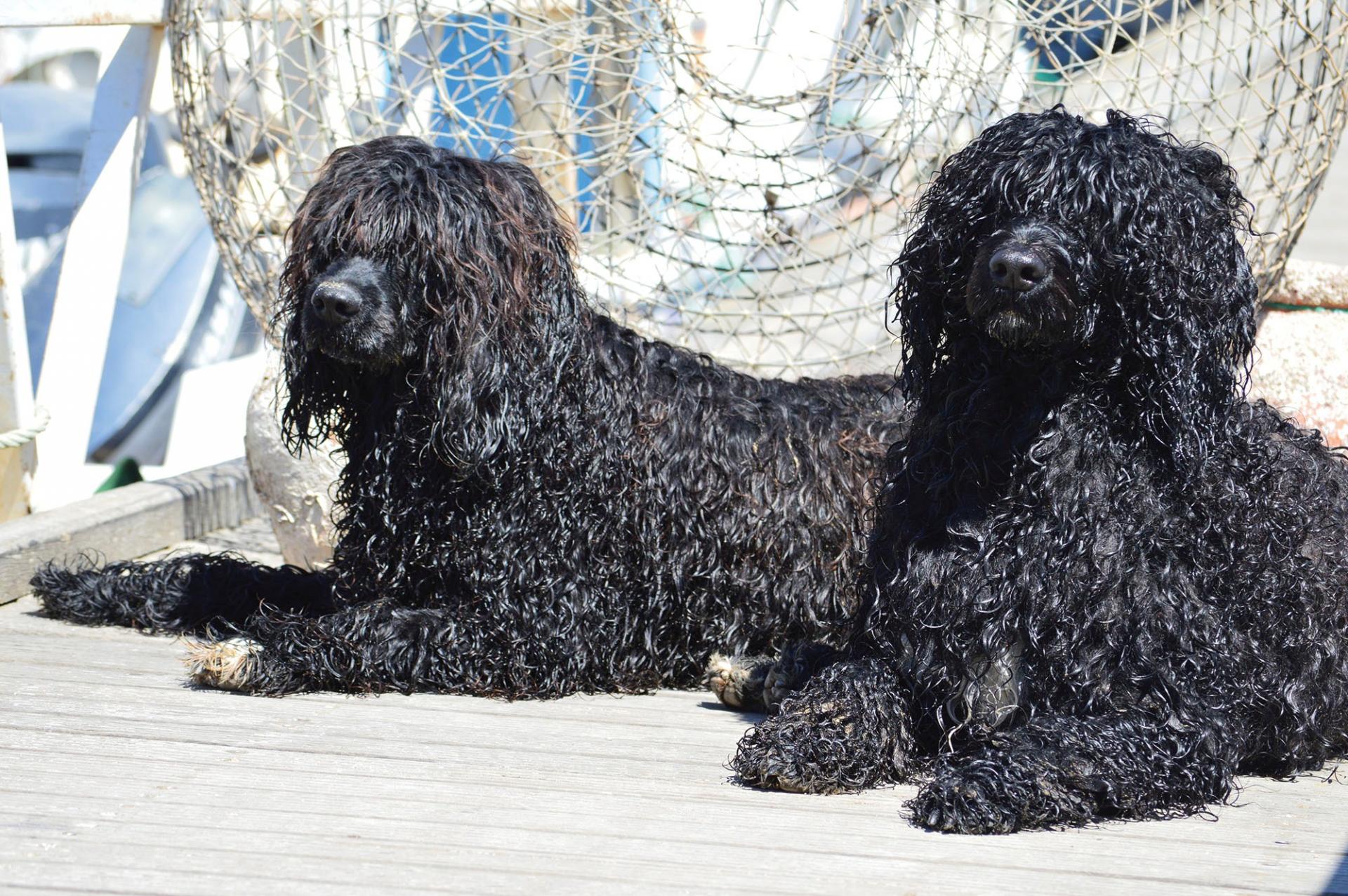 The breed of Portuguese water dog