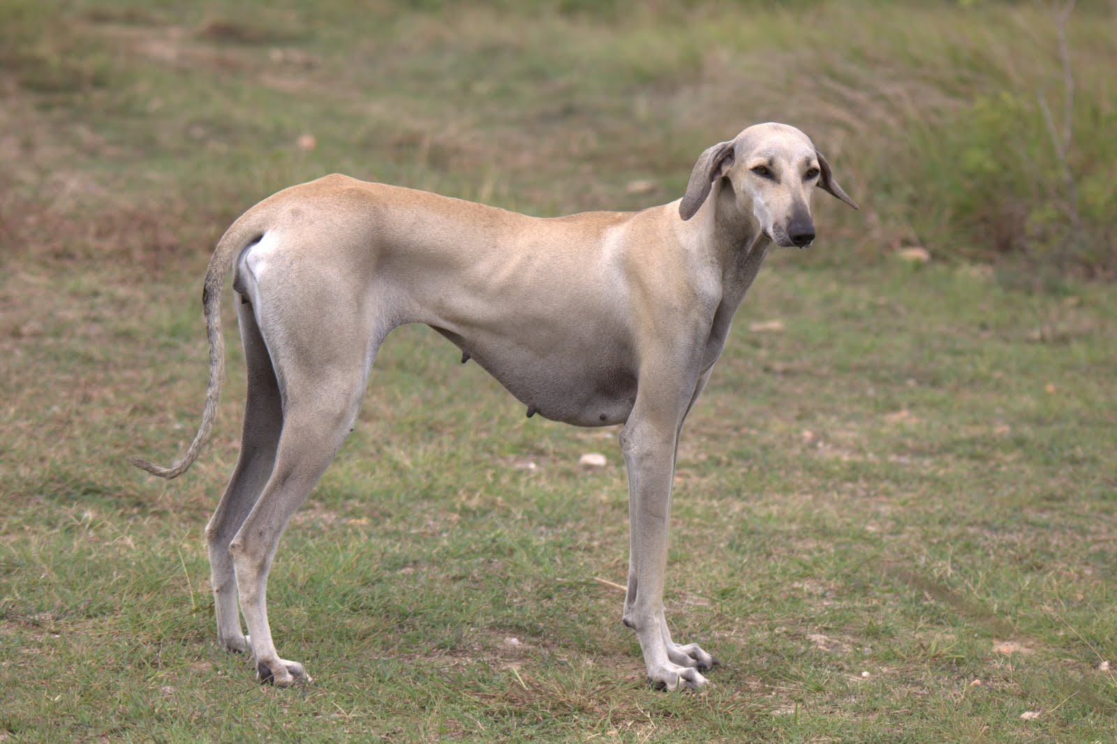 Indian Rampur dog