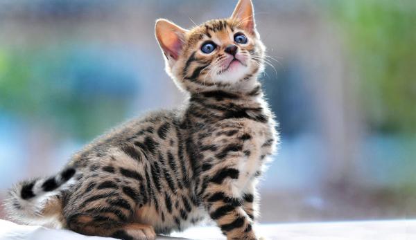Nicknames for Bengal cats and cats