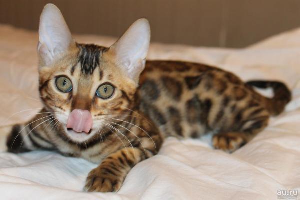 Nicknames for Bengal cats and cats