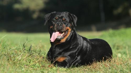 Nicknames for Rottweiler Boys and Girls
