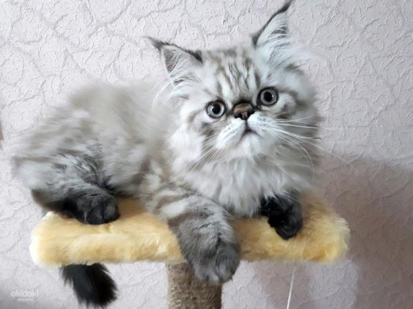 Nicknames for Persian cats and cats