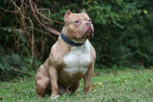 Nicknames for dogs dogs