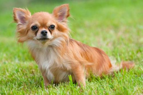 Nicknames for dogs of boys of small breeds