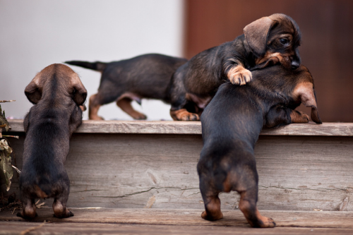 Nicknames for dachshunds of girls