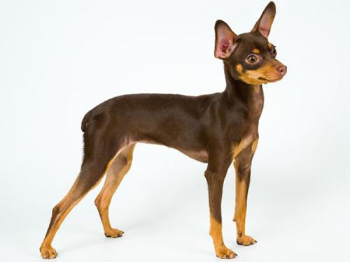 Nicknames for that boy terrier
