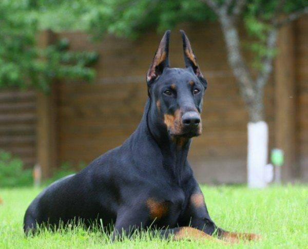 doberman lies