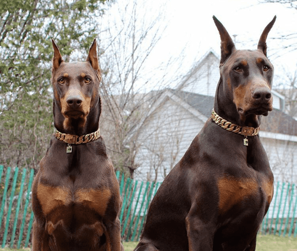Dobermans