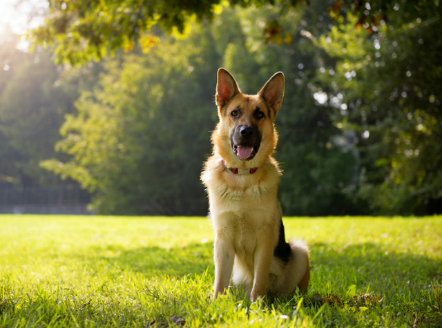 The most common nickname for a German shepherd is Mukhtar
