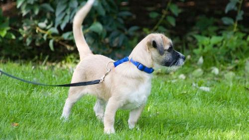 When and how you can start walking with a puppy