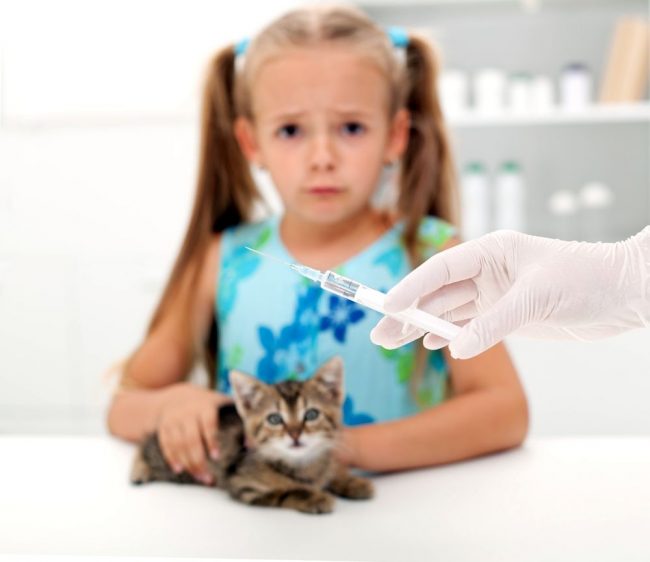 Despite the fact that some advise to vaccinate a kitten at home, in order to avoid fear and stressful conditions on the part of the pet, you should choose a vaccine with a veterinarian