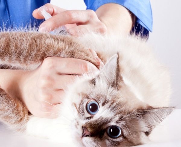 The kitten is given the rabies vaccine from the age when it begins to communicate with other pets (at about 3 months). If the kitten lives at home and does not actually have contact with other animals, it can be vaccinated at 6-8 months.
