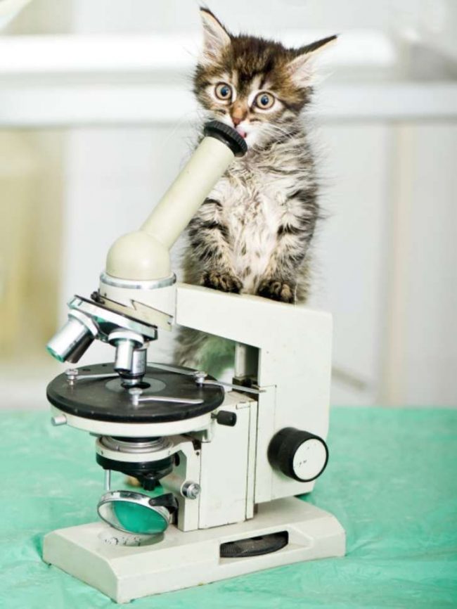 It is best to vaccinate kittens in veterinary clinics, where specialists can take responsibility for the life and health of your pet