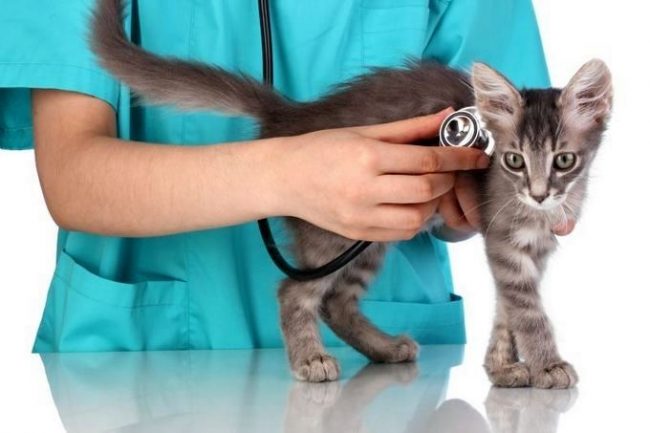 After vaccination, you need to observe the condition of the kitten: is he active, what is his appetite