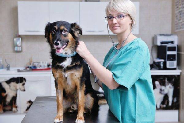 Colitis in dogs read the article