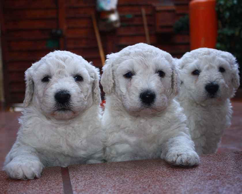 Puppies of the Hungarian Shepherd