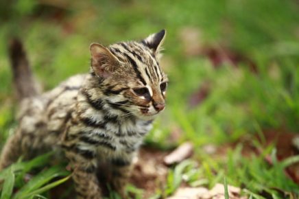asian leopard kitten