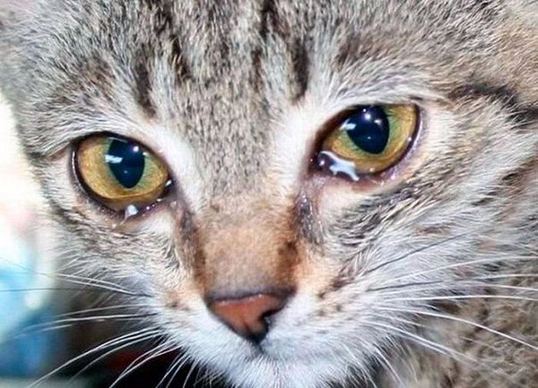 Conjunctivitis in cats: treatment, types, causes and symptoms