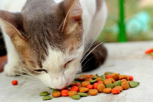 Is cat food wet or dry?