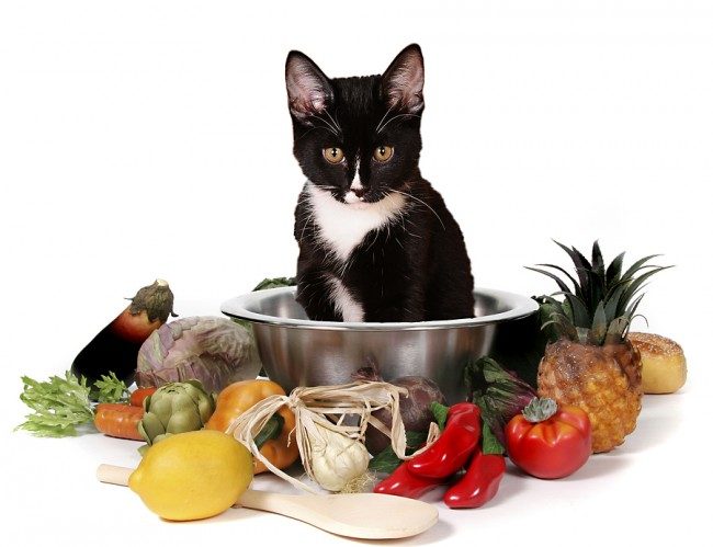 Cat Food Pro Plan
