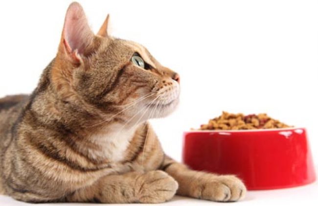 Cat Food Pro Plan