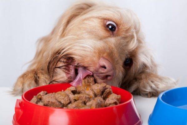 dog eats wet food